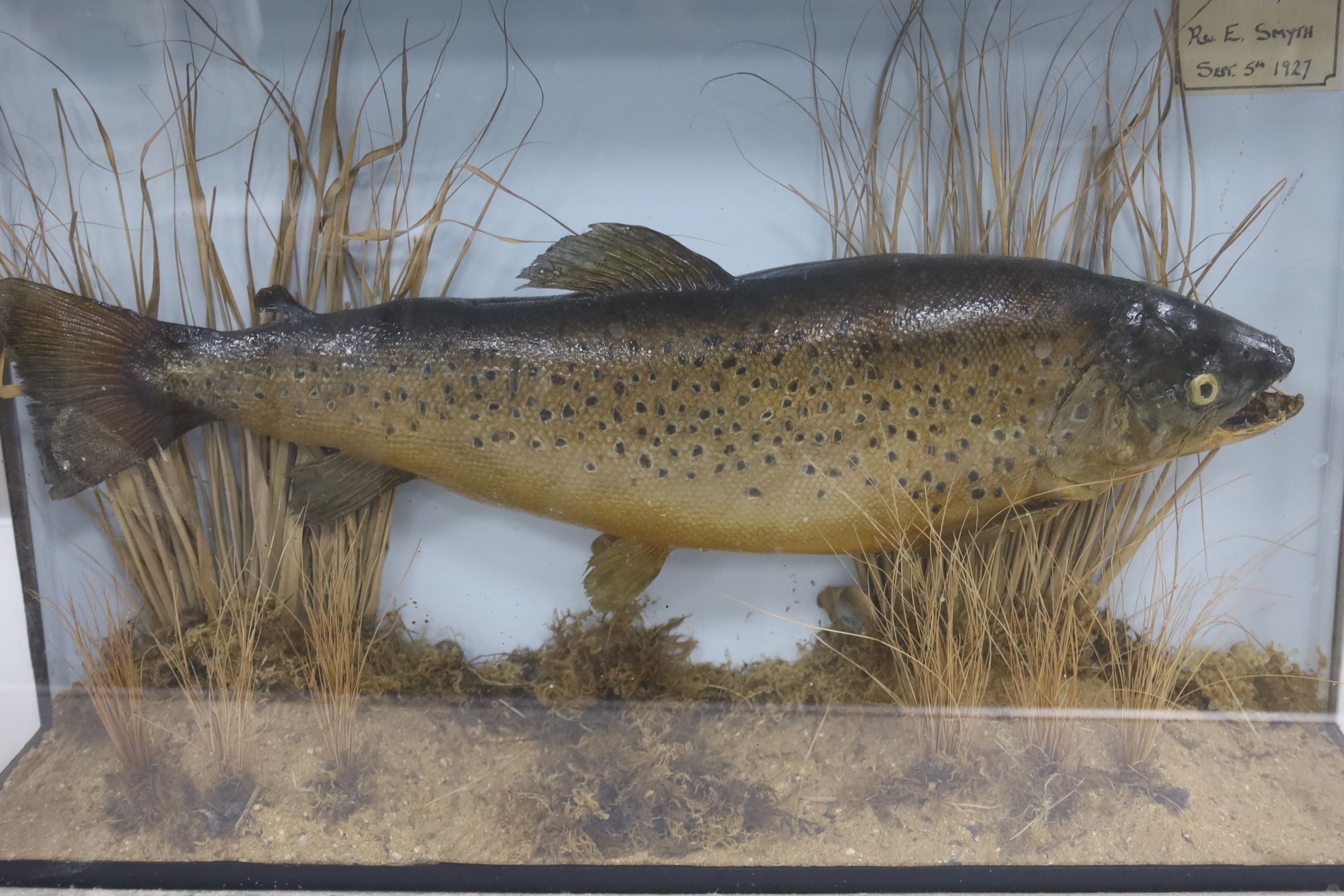 Two cased taxidermic fish, 61cm and 44cm